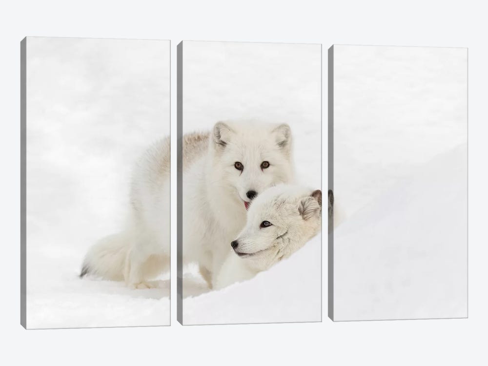 Arctic Fox In Snow, Montana, Vulpes Fox. by Adam Jones 3-piece Canvas Art