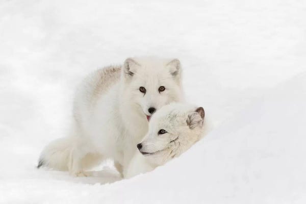 Arctic Fox In Snow, Montana, Vulpes Fox.