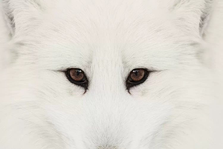 Arctic Fox In Snow, Montana II