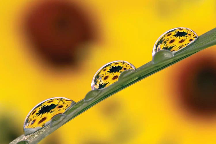 Black Eyed Susan's Refracted In Dew Drops On Blade Of Grass