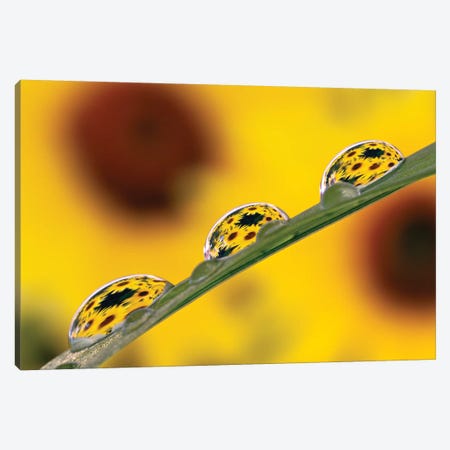 Black Eyed Susan's Refracted In Dew Drops On Blade Of Grass Canvas Print #AJO43} by Adam Jones Canvas Wall Art