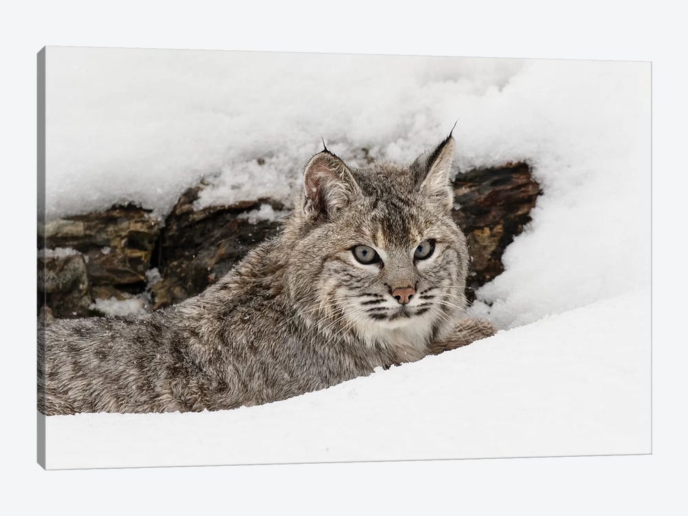 Bobcat in snow, Montana by Adam Jones 1-piece Canvas Print