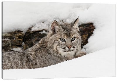 Bobcat in snow, Montana Canvas Art Print - Adam Jones