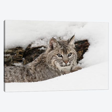 Bobcat in snow, Montana Canvas Print #AJO44} by Adam Jones Canvas Art Print