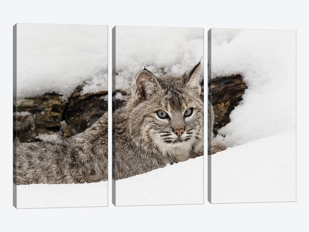 Bobcat in snow, Montana by Adam Jones 3-piece Canvas Print