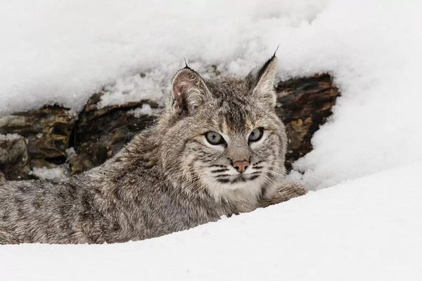 Montana: Bobcat in snow, Montana by Adam Jones