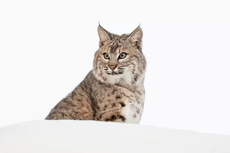 Bobcat in snow, Montana. Lynx Rufus