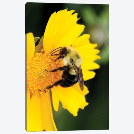 Carpenter Bee collecting nectar, Kentucky Canvas Print #AJO46} by Adam Jones Art Print