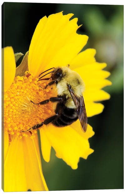 Carpenter Bee collecting nectar, Kentucky Canvas Art Print - Kentucky Art