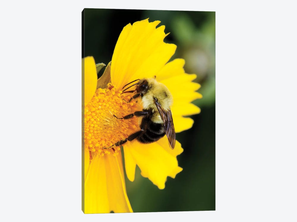 Carpenter Bee collecting nectar, Kentucky by Adam Jones 1-piece Art Print