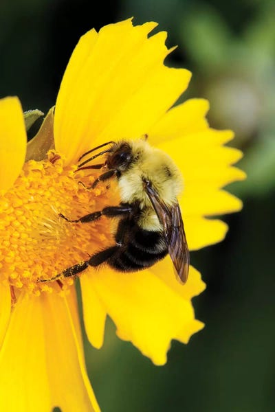 Kentucky: Carpenter Bee collecting nectar, Kentucky by Adam Jones