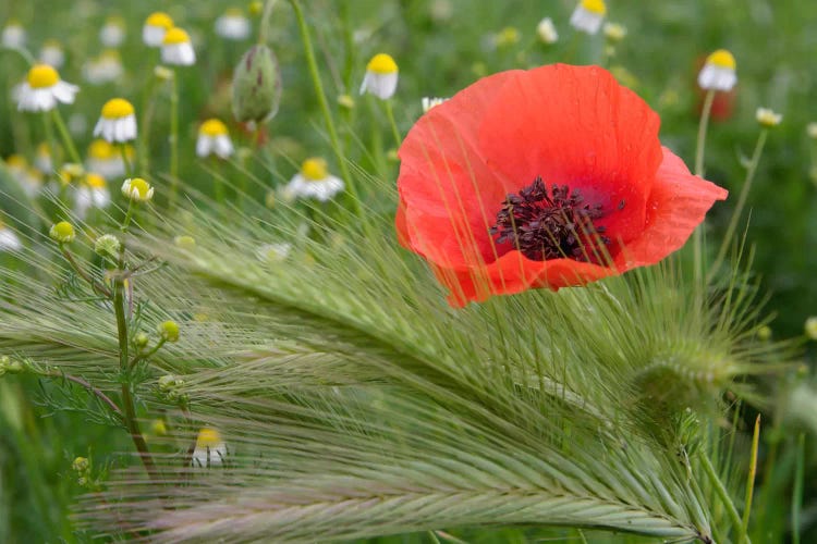 Lone Red Poppy, Tuscany Region, Italy