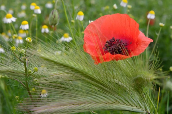Poppies: Lone Red Poppy, Tuscany Region, Italy by Adam Jones