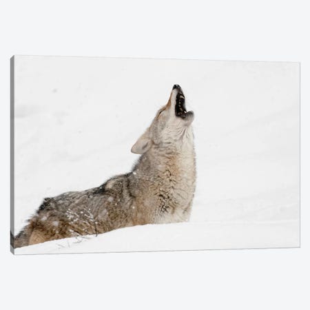 Coyote howling in snow, Montana Canvas Print #AJO52} by Adam Jones Canvas Art Print