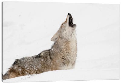 Coyote howling in snow, Montana Canvas Art Print - Adam Jones