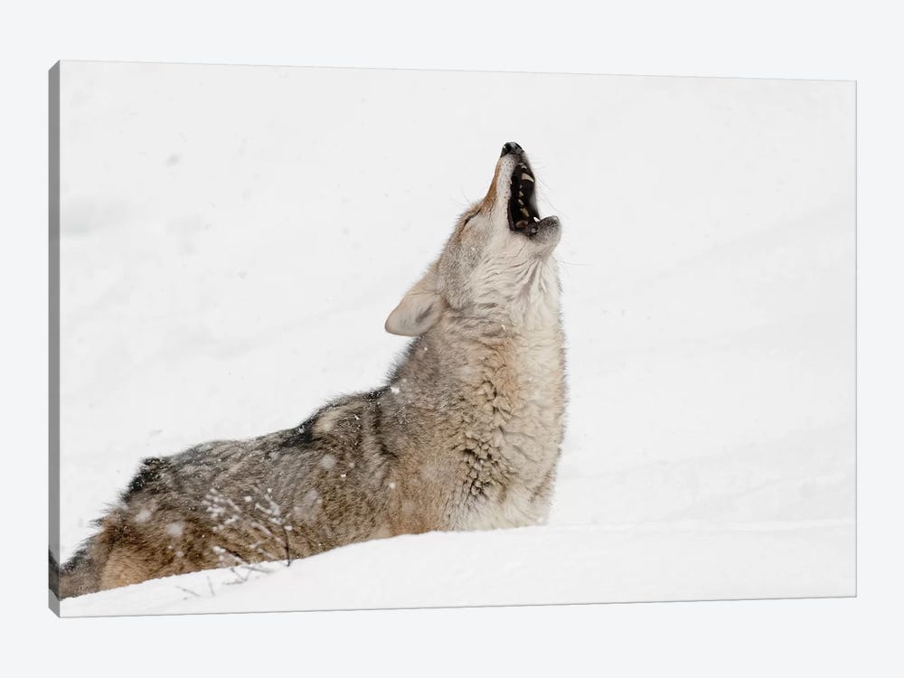 Coyote howling in snow, Montana by Adam Jones 1-piece Canvas Art
