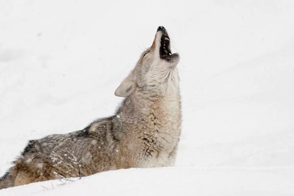 Coyotes: Coyote howling in snow, Montana by Adam Jones