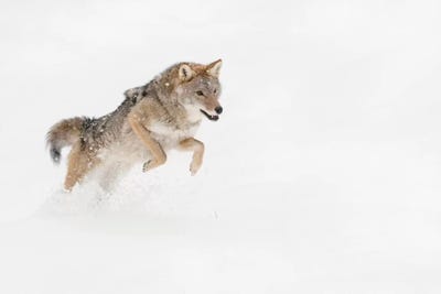 Coyote in snow, Montana I by Adam Jones multi panel art