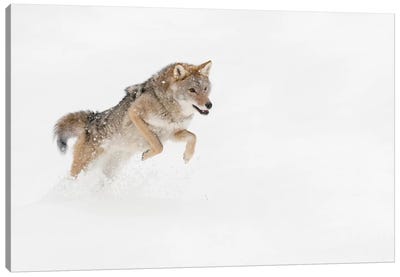 Coyote in snow, Montana I Canvas Art Print - Adam Jones