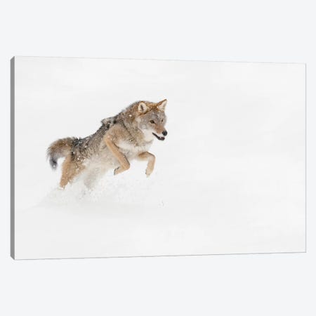 Coyote in snow, Montana I Canvas Print #AJO53} by Adam Jones Canvas Print