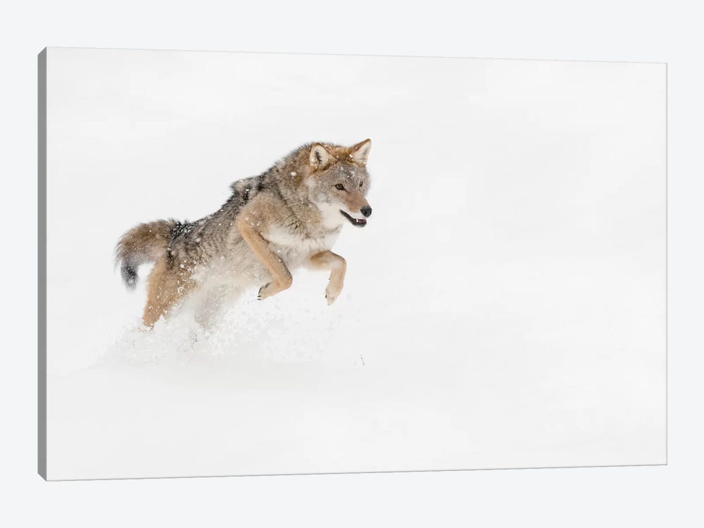 Coyote in snow, Montana I by Adam Jones 1-piece Canvas Print