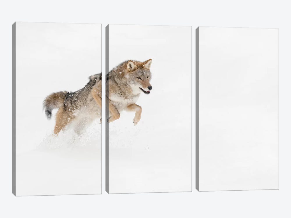 Coyote in snow, Montana I by Adam Jones 3-piece Canvas Art Print