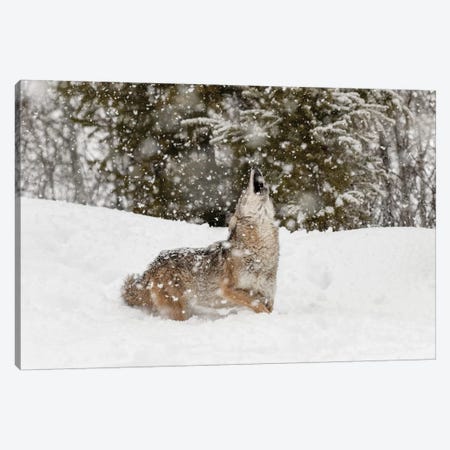 Coyote in snow, Montana II Canvas Print #AJO54} by Adam Jones Canvas Art