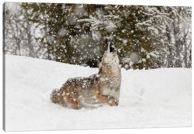 Coyote in snow, Montana II Canvas Art Print - Adam Jones