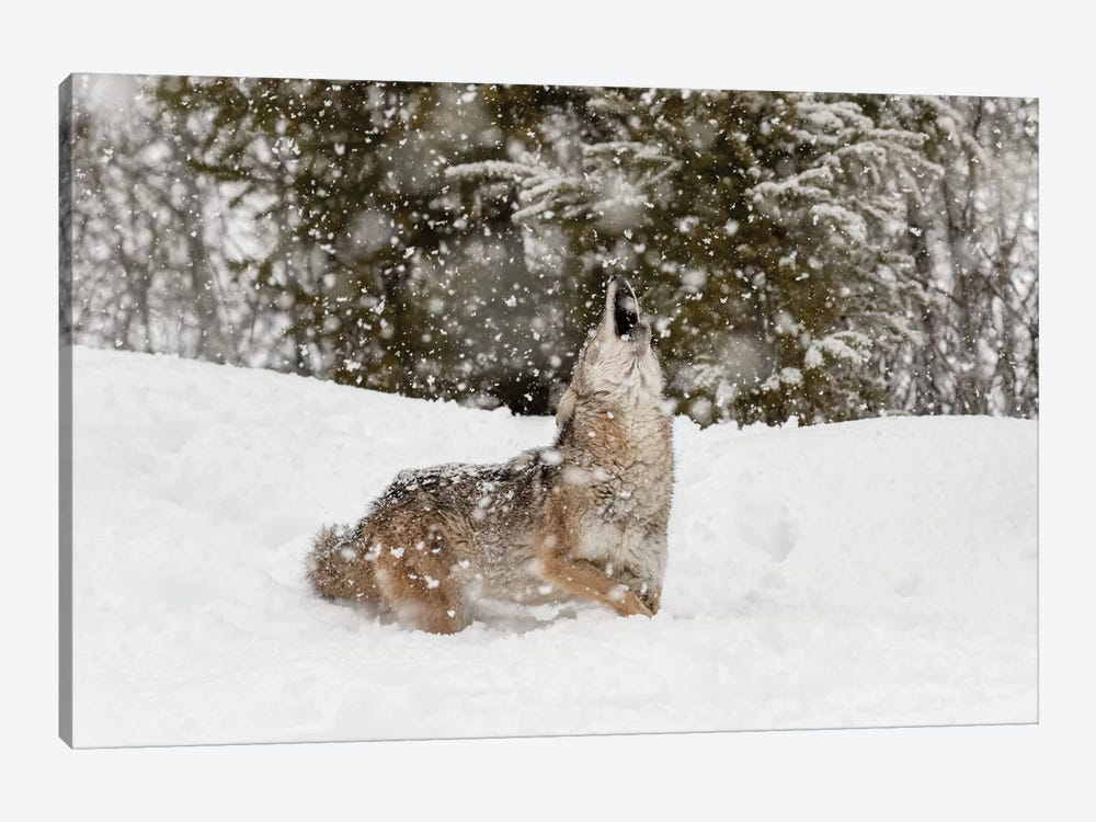 Coyote in snow, Montana II by Adam Jones 1-piece Canvas Art