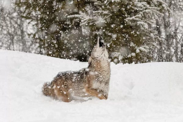 Coyotes: Coyote in snow, Montana II by Adam Jones