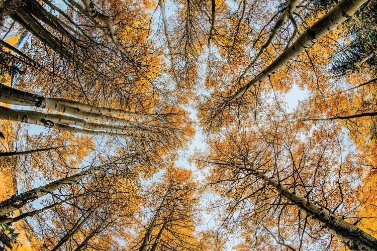 Fisheye view upward of aspen trees in fall, Uncompahgre National Forest, Colorado