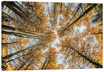 Fisheye view upward of aspen trees in fall, Uncompahgre National Forest, Colorado Canvas Art Print - Colorado Art