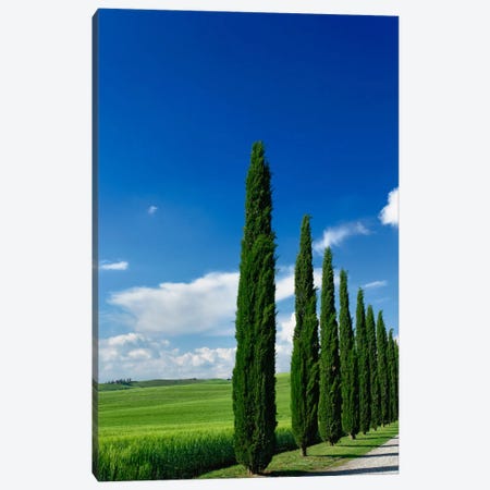 Line Of Cypress Trees, Tuscany Region, Italy Canvas Print #AJO5} by Adam Jones Canvas Art