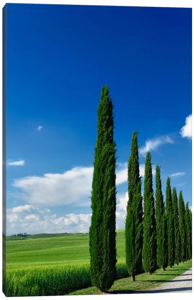Line Of Cypress Trees, Tuscany Region, Italy Canvas Art Print - Cypress Tree Art
