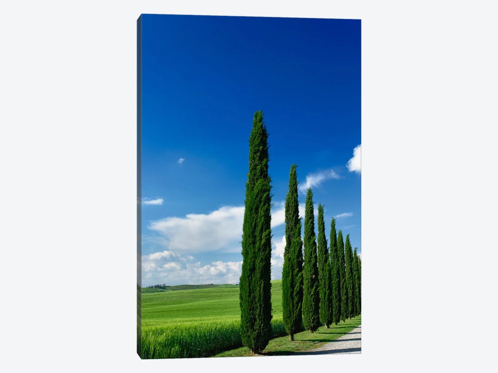 Line Of Cypress Trees, Tuscany Region, Italy by Adam Jones 1-piece Canvas Art Print