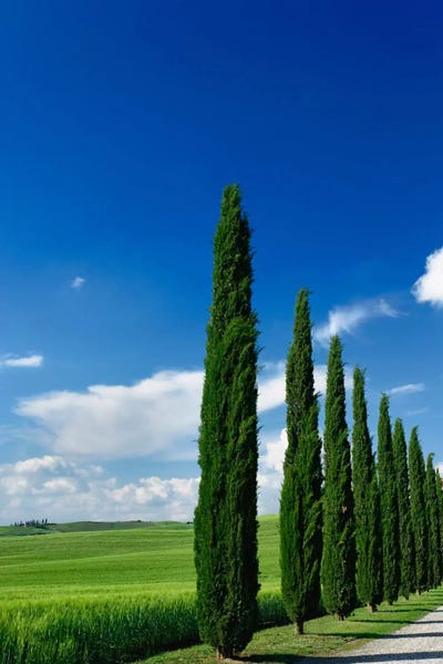 Blue: Line Of Cypress Trees, Tuscany Region, Italy by Adam Jones