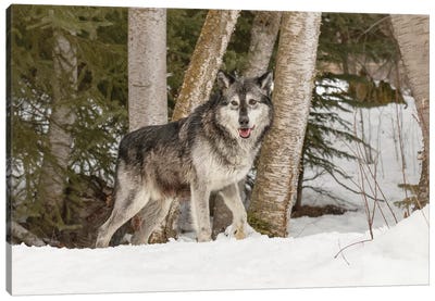 Gray Wolf Canis lupus, Montana Canvas Art Print - Wolf Art