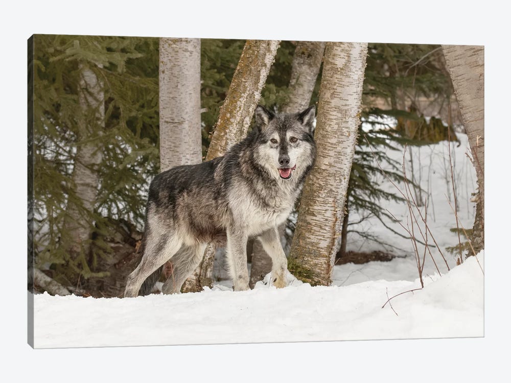 Gray Wolf Canis lupus, Montana by Adam Jones 1-piece Canvas Print