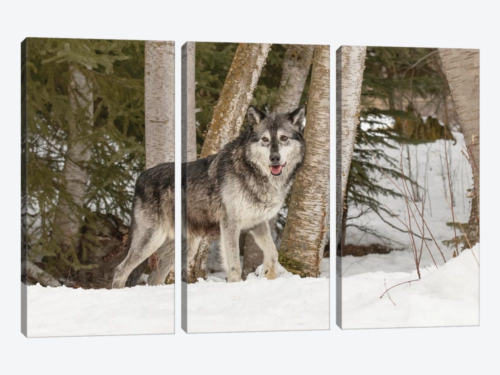 Gray Wolf Canis lupus, Montana by Adam Jones 3-piece Canvas Print
