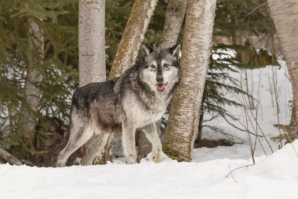 Montana: Gray Wolf Canis lupus, Montana by Adam Jones