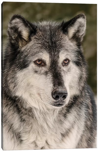 Gray Wolf in winter, Canis lupus, Montana Canvas Art Print - Wolf Art