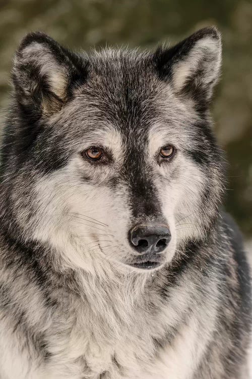 Gray Wolf in winter, Canis lupus, Montana