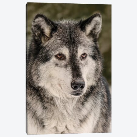 Gray Wolf in winter, Canis lupus, Montana Canvas Print #AJO61} by Adam Jones Canvas Artwork