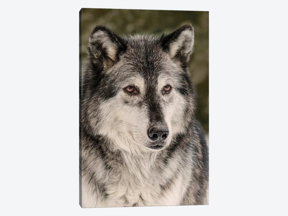 Gray Wolf in winter, Canis lupus, Montana by Adam Jones 1-piece Canvas Artwork