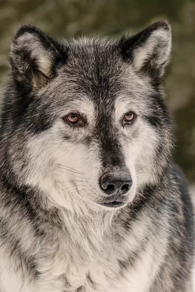 Montana: Gray Wolf in winter, Canis lupus, Montana by Adam Jones