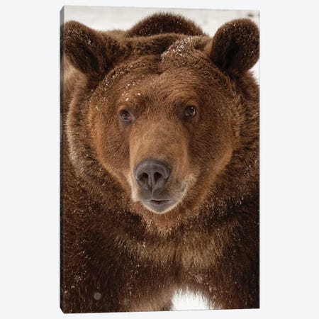 Grizzly Bear in winter, Ursus Arctos, Montana Canvas Print #AJO62} by Adam Jones Canvas Wall Art