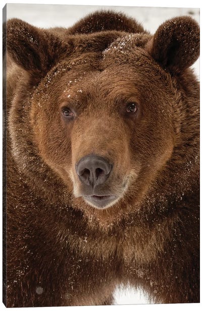 Grizzly Bear in winter, Ursus Arctos, Montana Canvas Art Print - Adam Jones