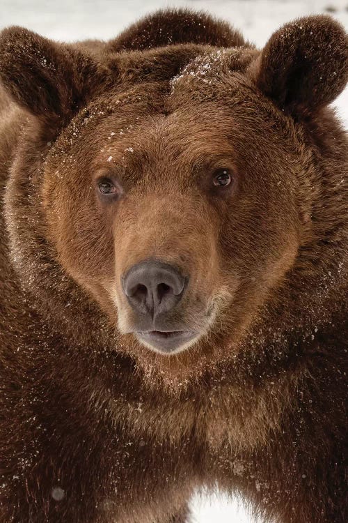 Grizzly Bear in winter, Ursus Arctos, Montana