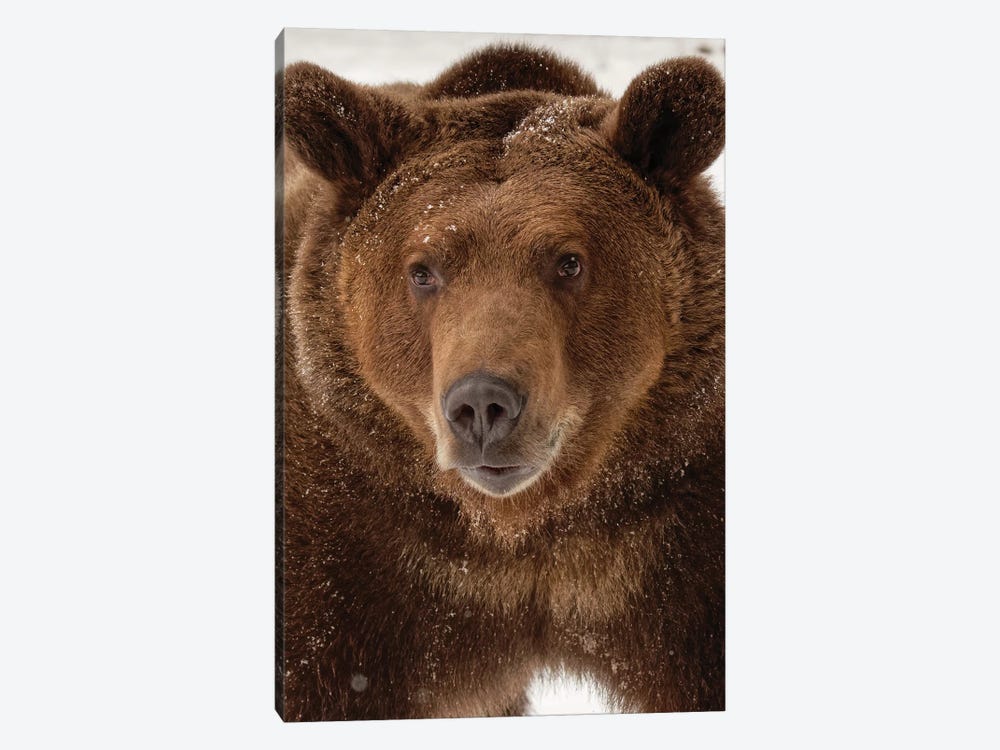 Grizzly Bear in winter, Ursus Arctos, Montana by Adam Jones 1-piece Art Print