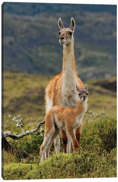 Guanaco and baby, Andes Mountain, Torres del Paine National Park, Chile. Patagonia Canvas Art Print - Llama & Alpaca Art
